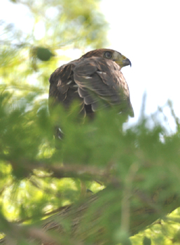 Fledgling